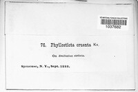 Phyllosticta cruenta image